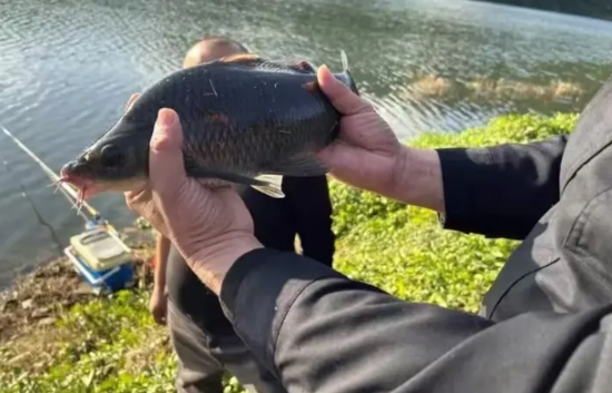 “贵客”+1！“生态贵族”现身汉丰湖